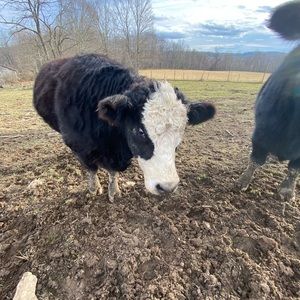 Meet your Posher, Morgan